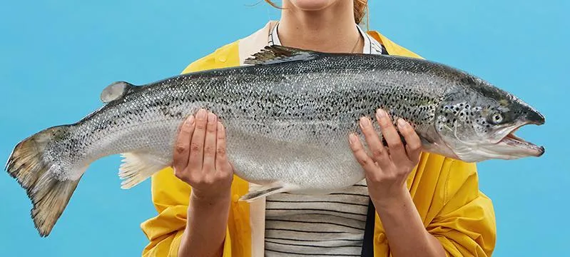 Омега-3 NSP: состав полиненасыщенных жирных кислот и качество рыбьего жира